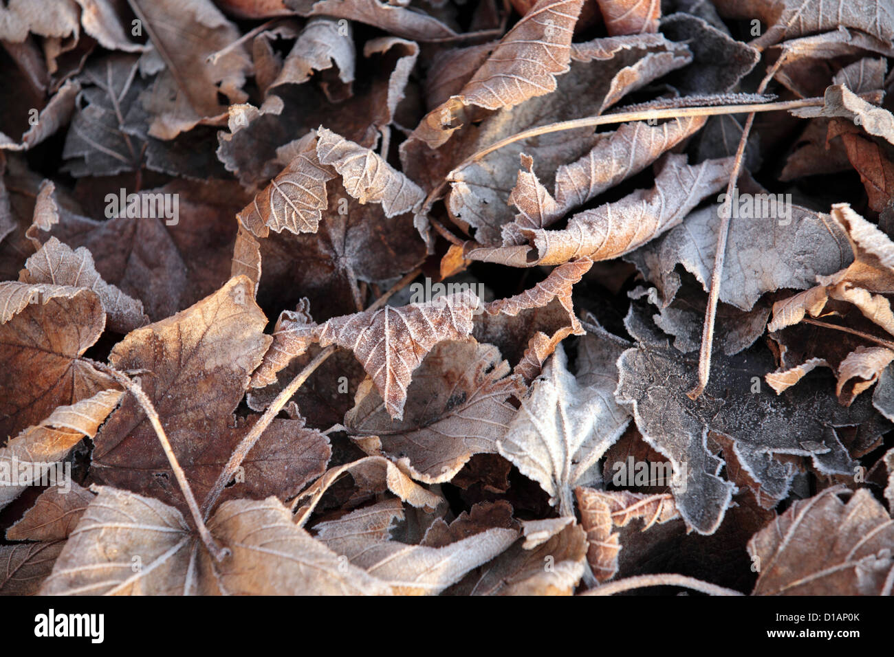 Frozen icy Autumn leaves in cold Winter Wintry sunshine, Suffolk, UK Stock Photo