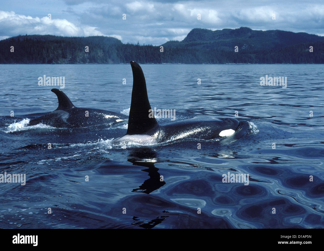 Killer whale; Orca.Orcinus orca.Male (tall dorsal fin), and female.Photographed in Johnstone Strait, British Columbia, Canada Stock Photo