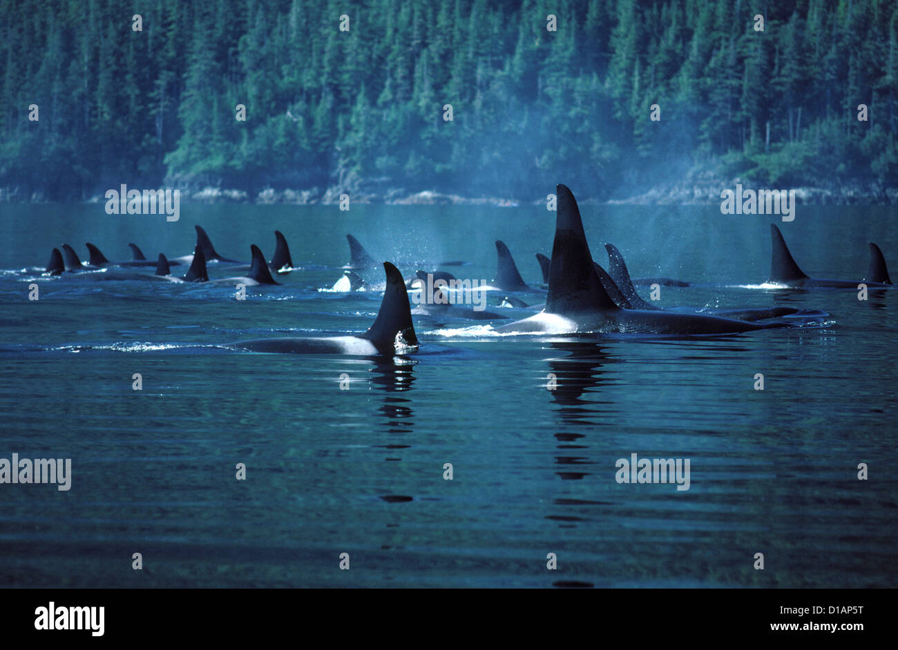 Killer whales; Orca.Orcinus orca. Photographed in Johnstone Strait, British Columbia, Canada Stock Photo