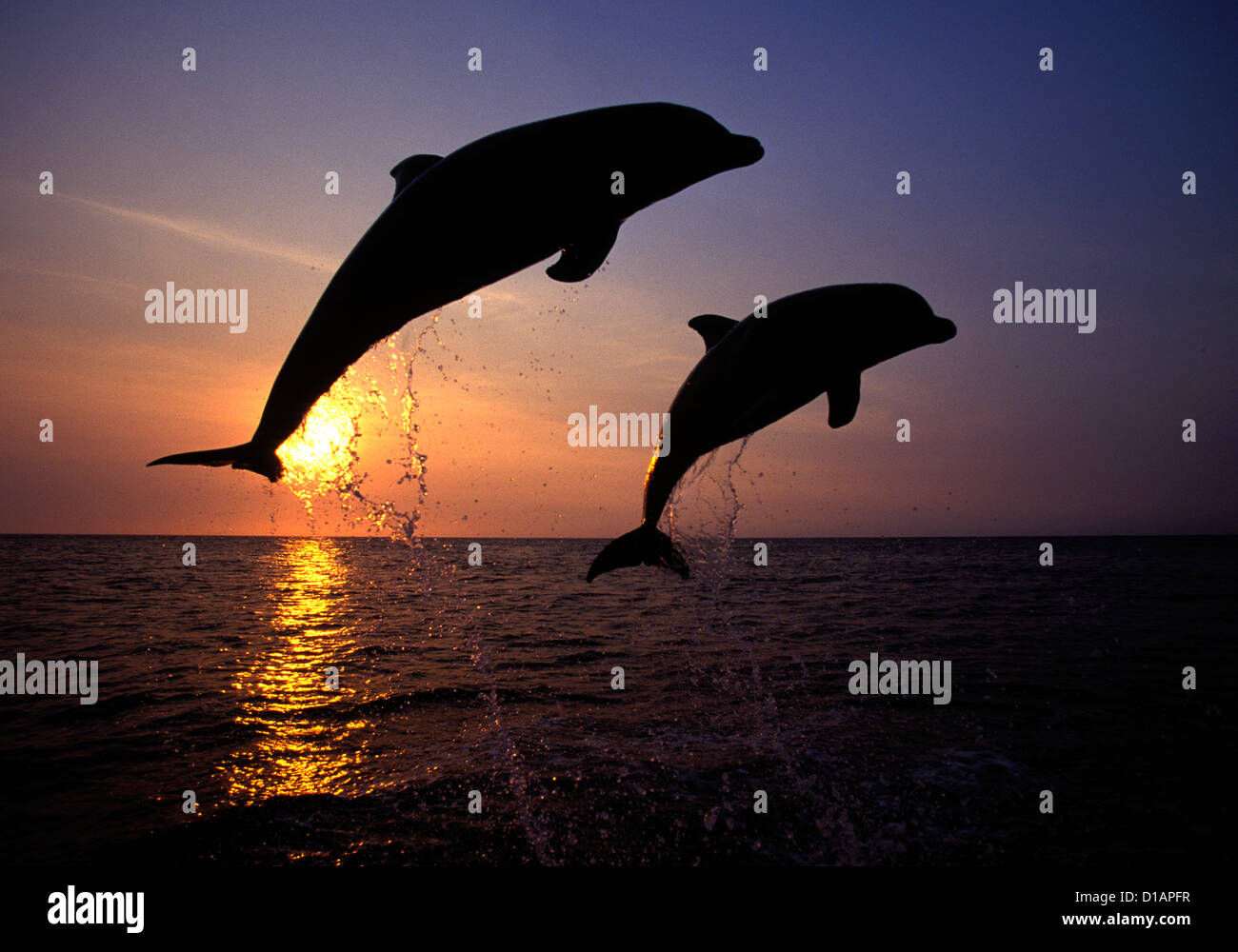 Bottlenose dolphin.Tursiops truncatus.Carribean. Off Roatan Island, Honduras, Central America Stock Photo