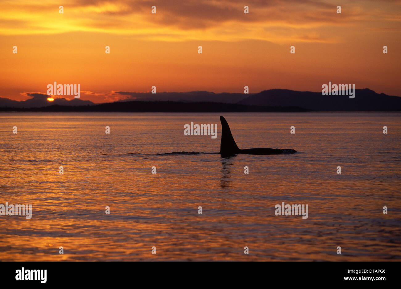 Killer whale; Orca.Orcinus orca.Male (tall dorsal fin). Sunset in the San Juan Islands, Washington State, USA. Stock Photo