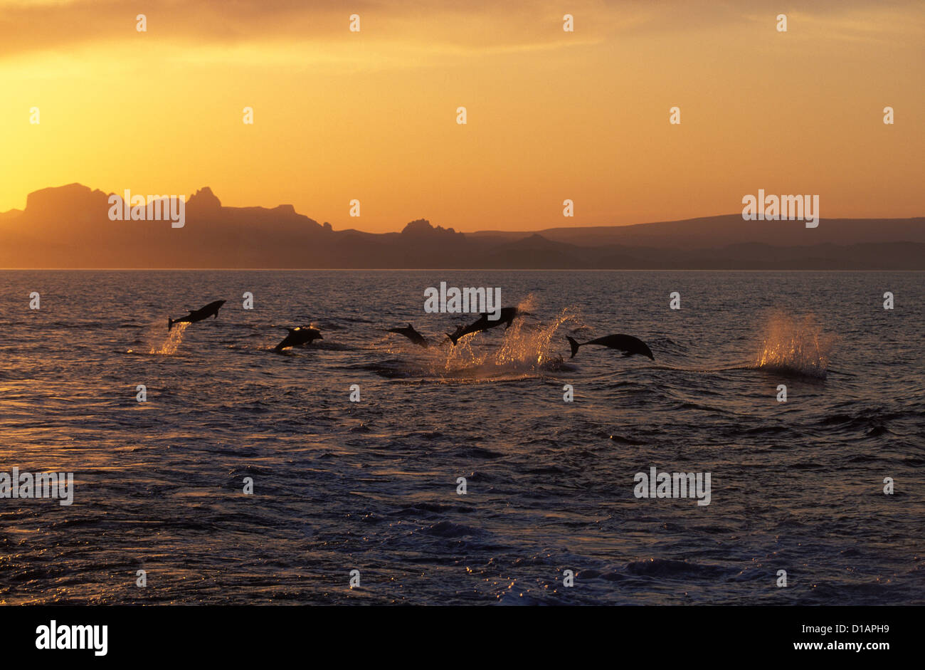 Bottlenose dolphins.Tursiops truncatus.Photographed in the Gulf of
