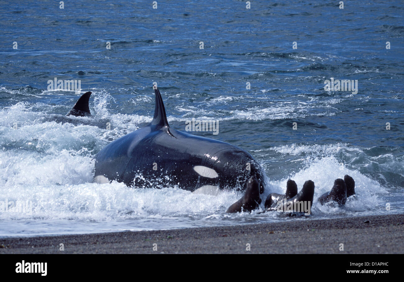 orca hunting seals