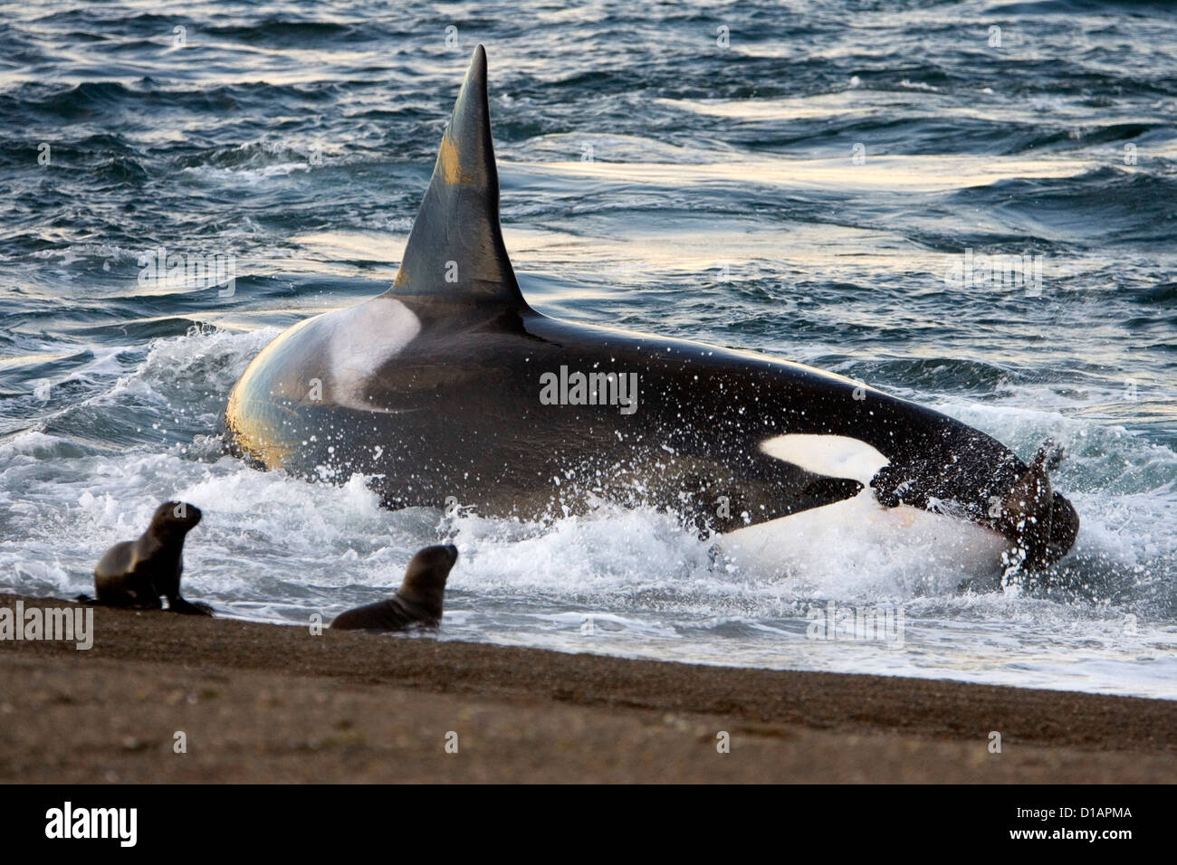 Killer whale hunting seal hires stock photography and images Alamy