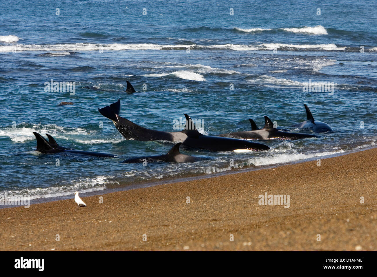 Killer Whale Hunting Seal Stock Photos & Killer Whale Hunting Seal