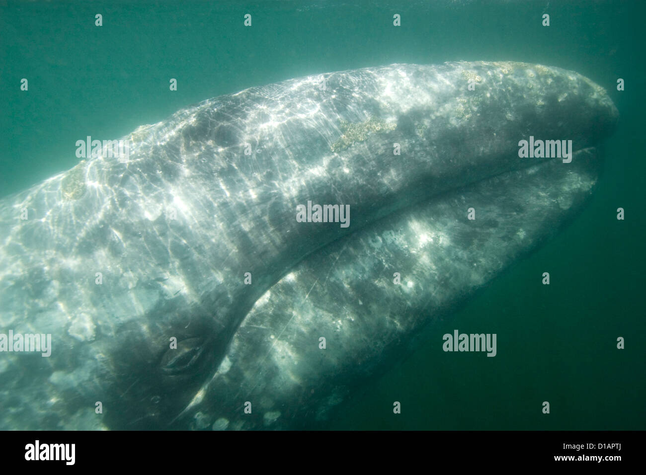 Gray whale underwater hi-res stock photography and images - Alamy