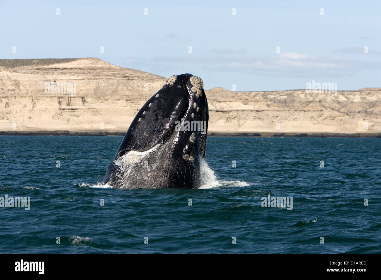 Whales of the southern oceans hi-res stock photography and images - Alamy