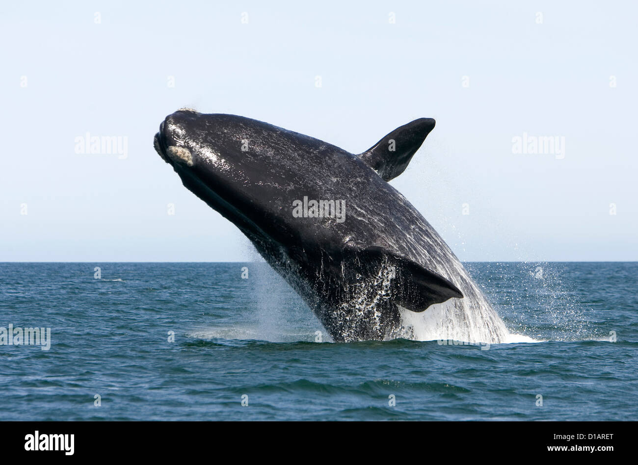 Adult southern right whale hi-res stock photography and images - Alamy