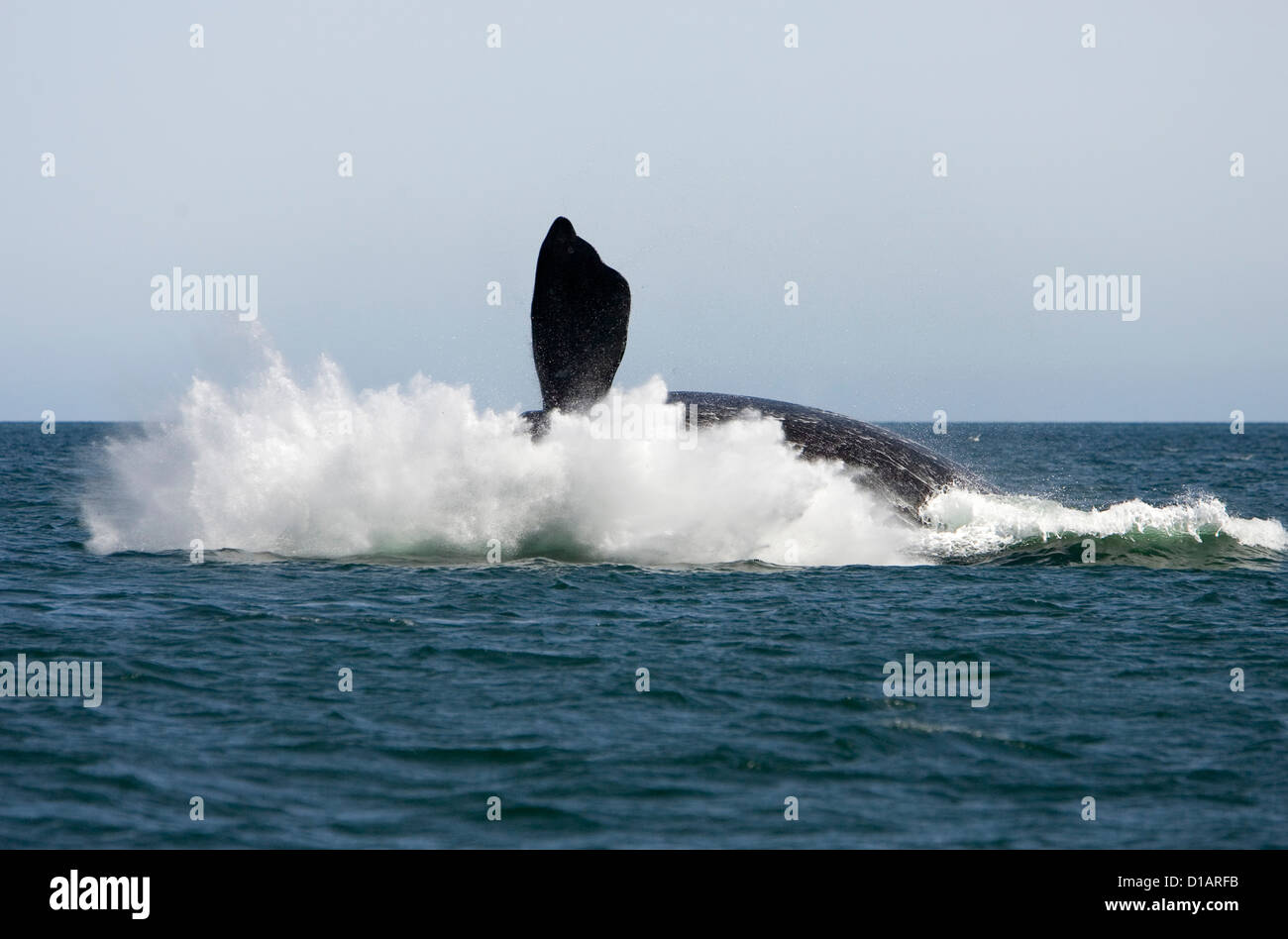 Whales of the southern oceans hi-res stock photography and images - Alamy