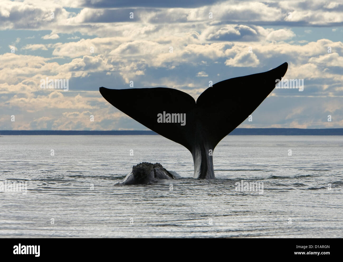 Whales of the southern oceans hi-res stock photography and images - Alamy