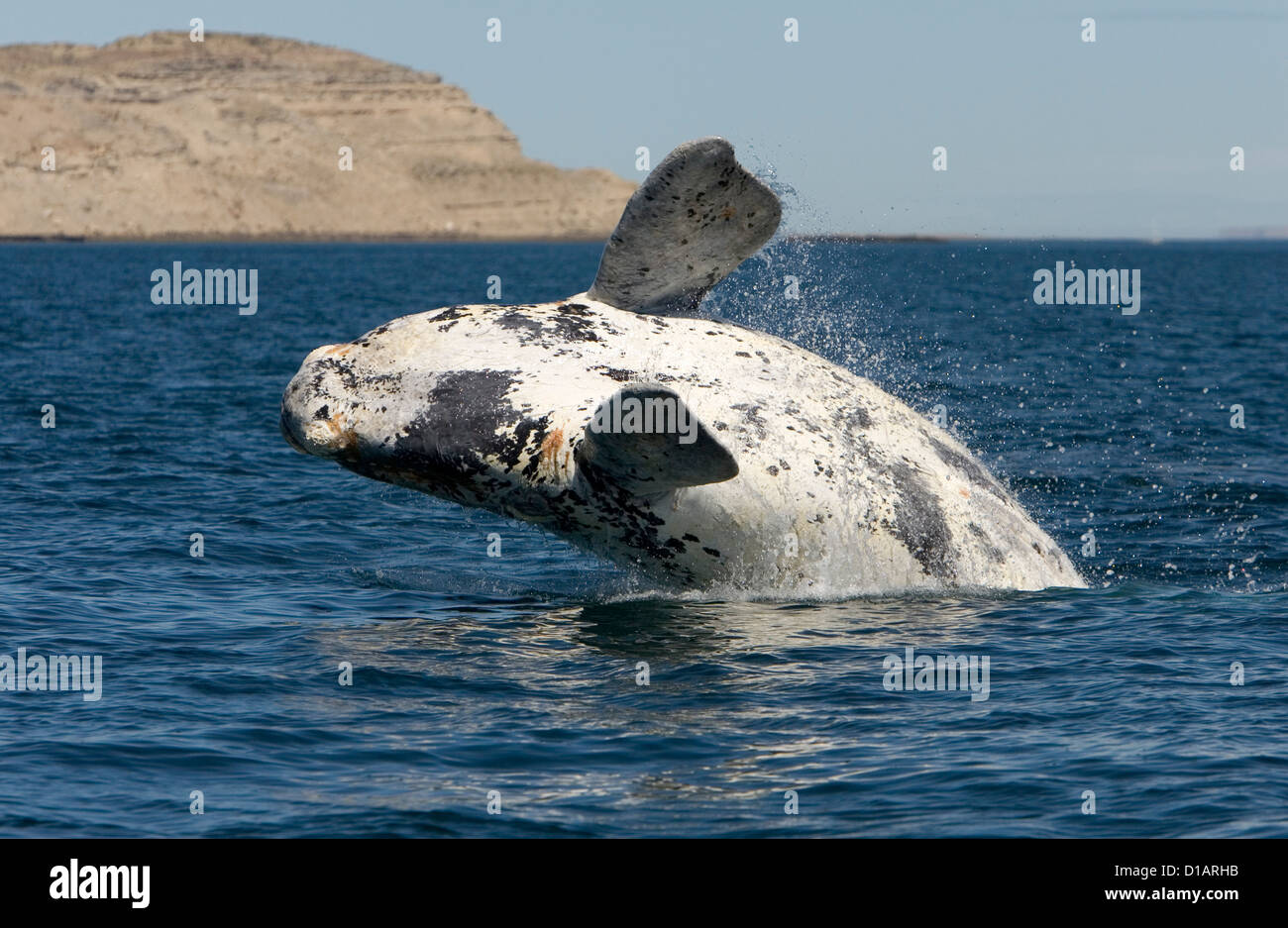 Whales of the southern oceans hi-res stock photography and images - Alamy