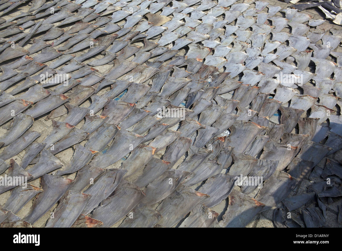 Shark fin trade hi-res stock photography and images - Alamy