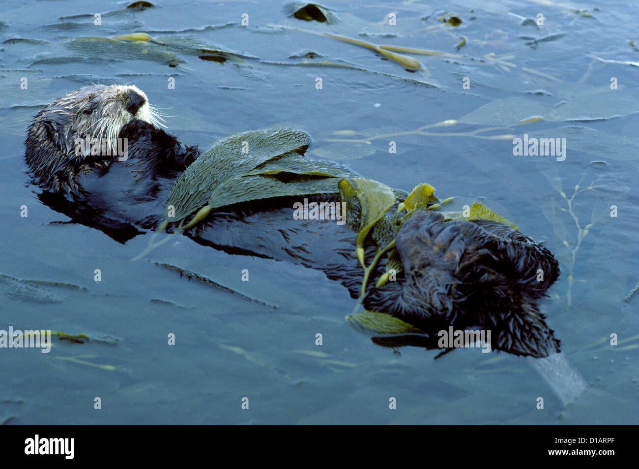 Sea otter.Enhydra lutris.Resting in kelp. Monterey Bay, Pacific Ocean, California, USA Stock Photo