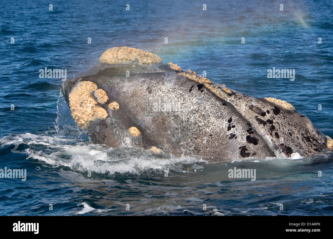 Southern Right Whale Eubalaena australis Stock Photo Alamy