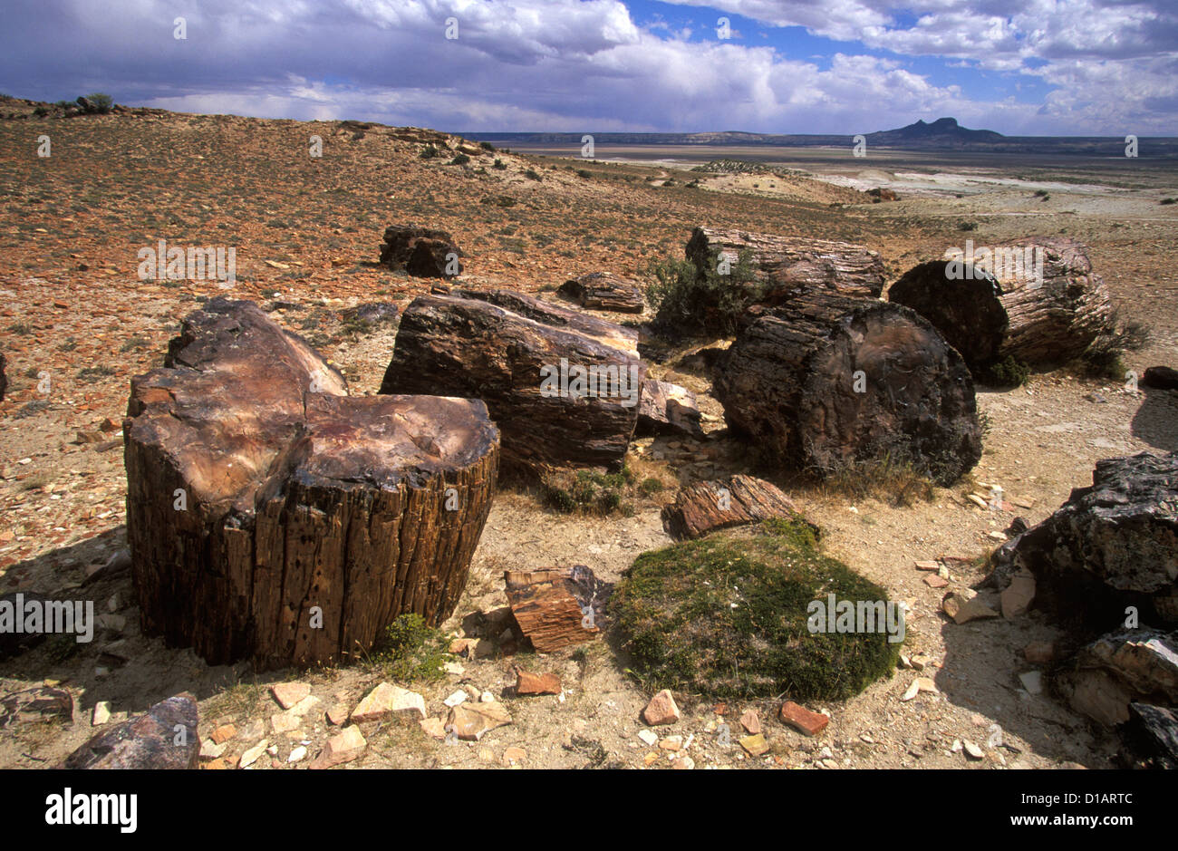 Araucaria mirabilis National Park Argentina Stock Photo - Alamy