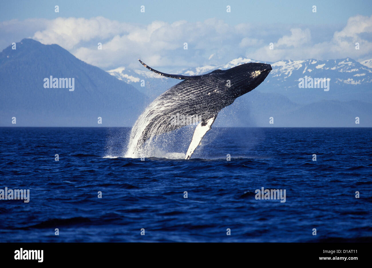 Whale breaching hi-res stock photography and images - Alamy