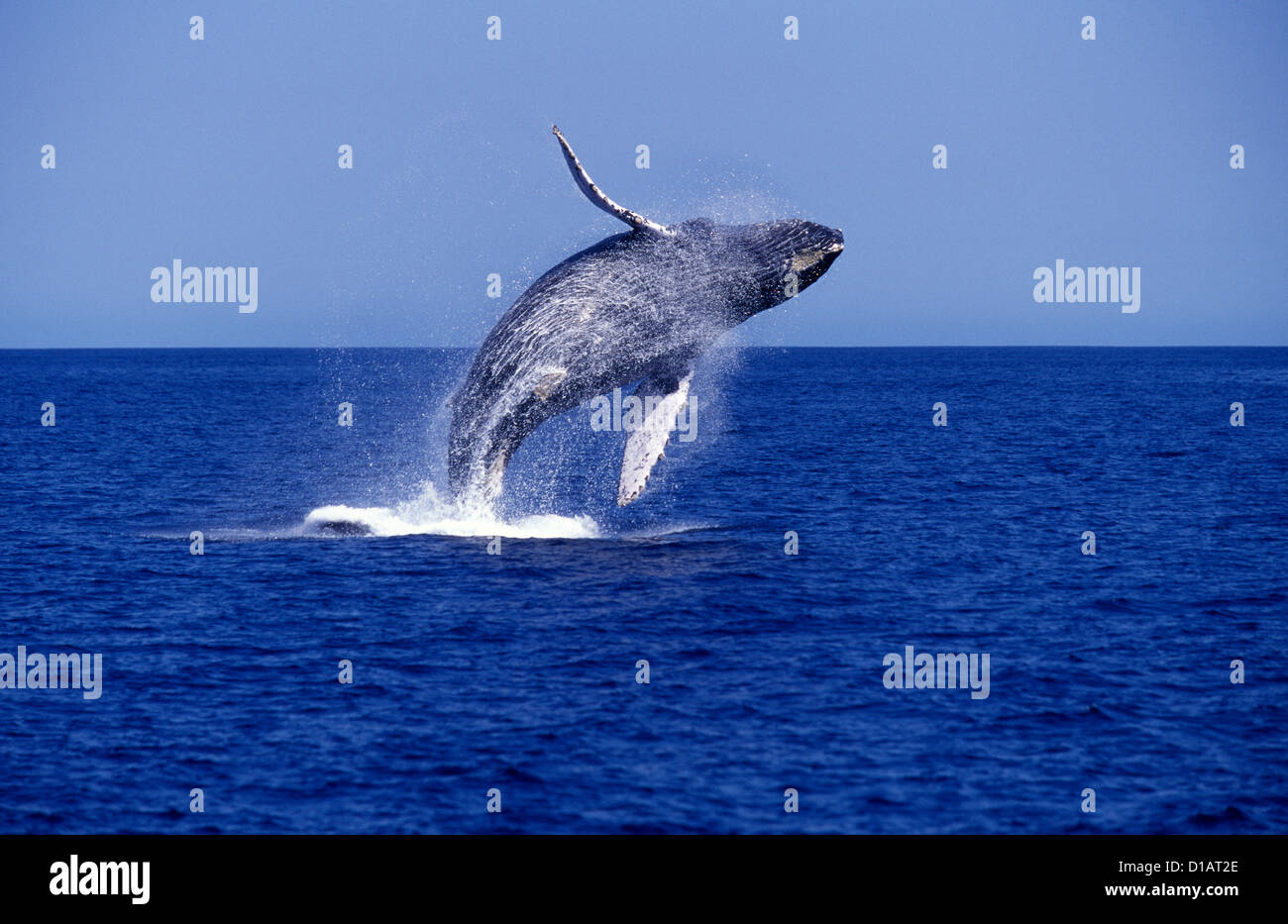 Humpback whale.Megaptera novaeangliae.Breaching.Southern Gulf of California (Sea of Cortez), off San Jose del Cabo Stock Photo