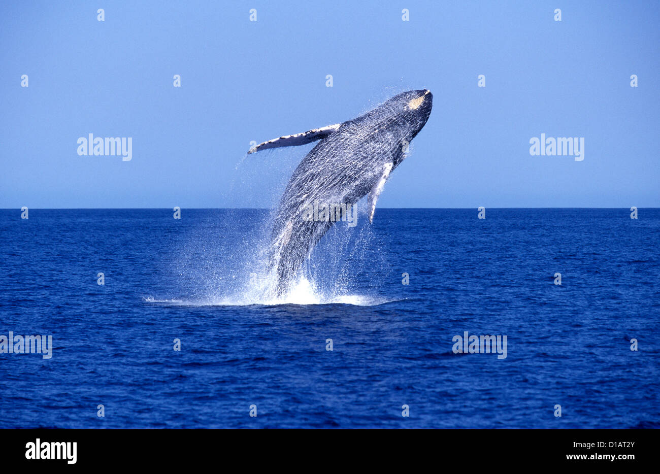 Humpback whale, breaching.Megaptera novaeangliae.Location: lower Gulf of California (Sea of Cortez), Mexico Stock Photo