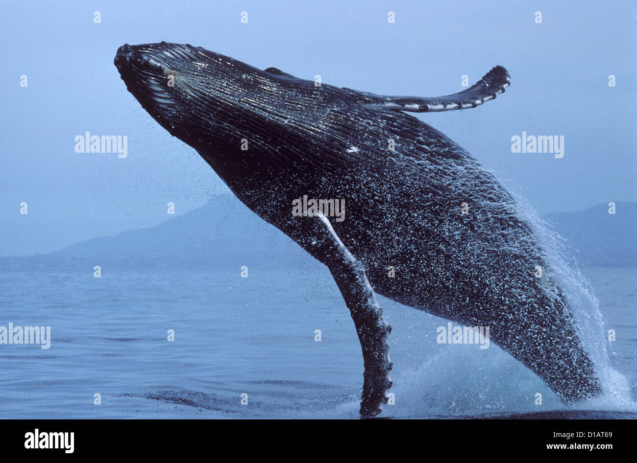 Humpback whale Megaptera novaeangliae Stock Photo - Alamy