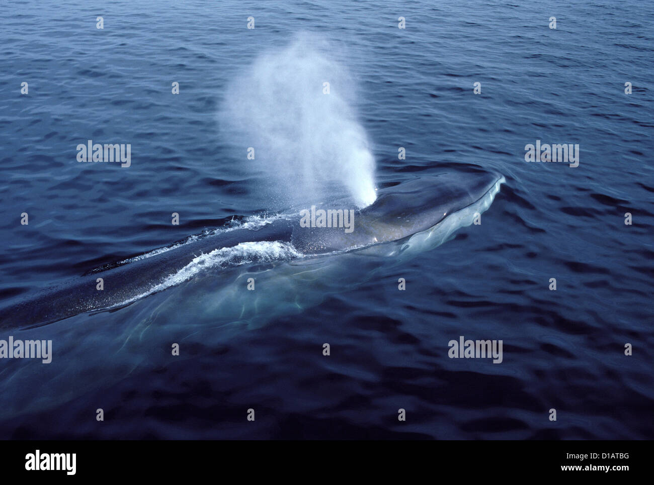 Fin Whale.Balaenoptera Physalus.Photographed In The Gulf Of Maine ...