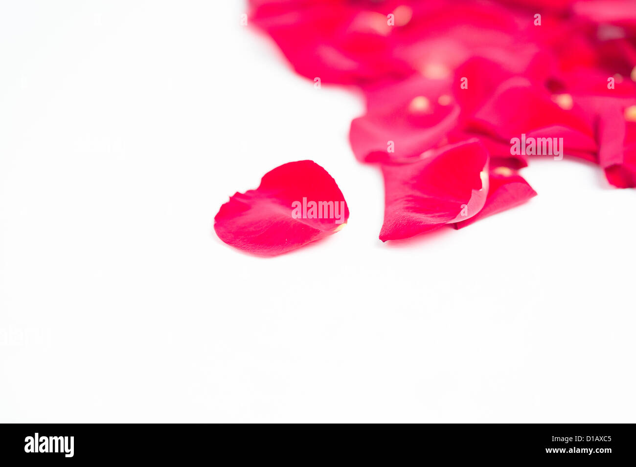 Pink rose petals Stock Photo Alamy