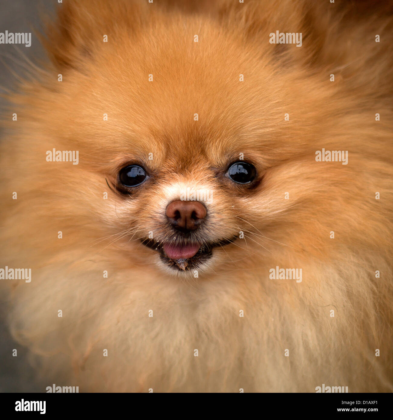 China dog hi-res stock photography and images - Alamy