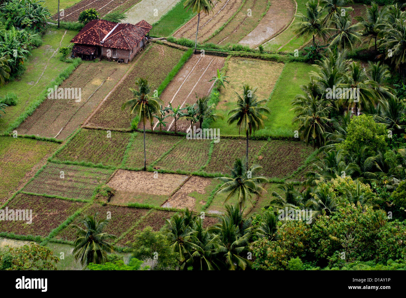 Rice fields in South of Java, Parangtritis Stock Photo - Alamy