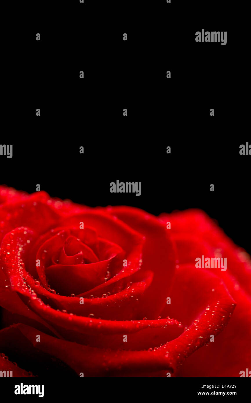 Red rose on black background Stock Photo Alamy