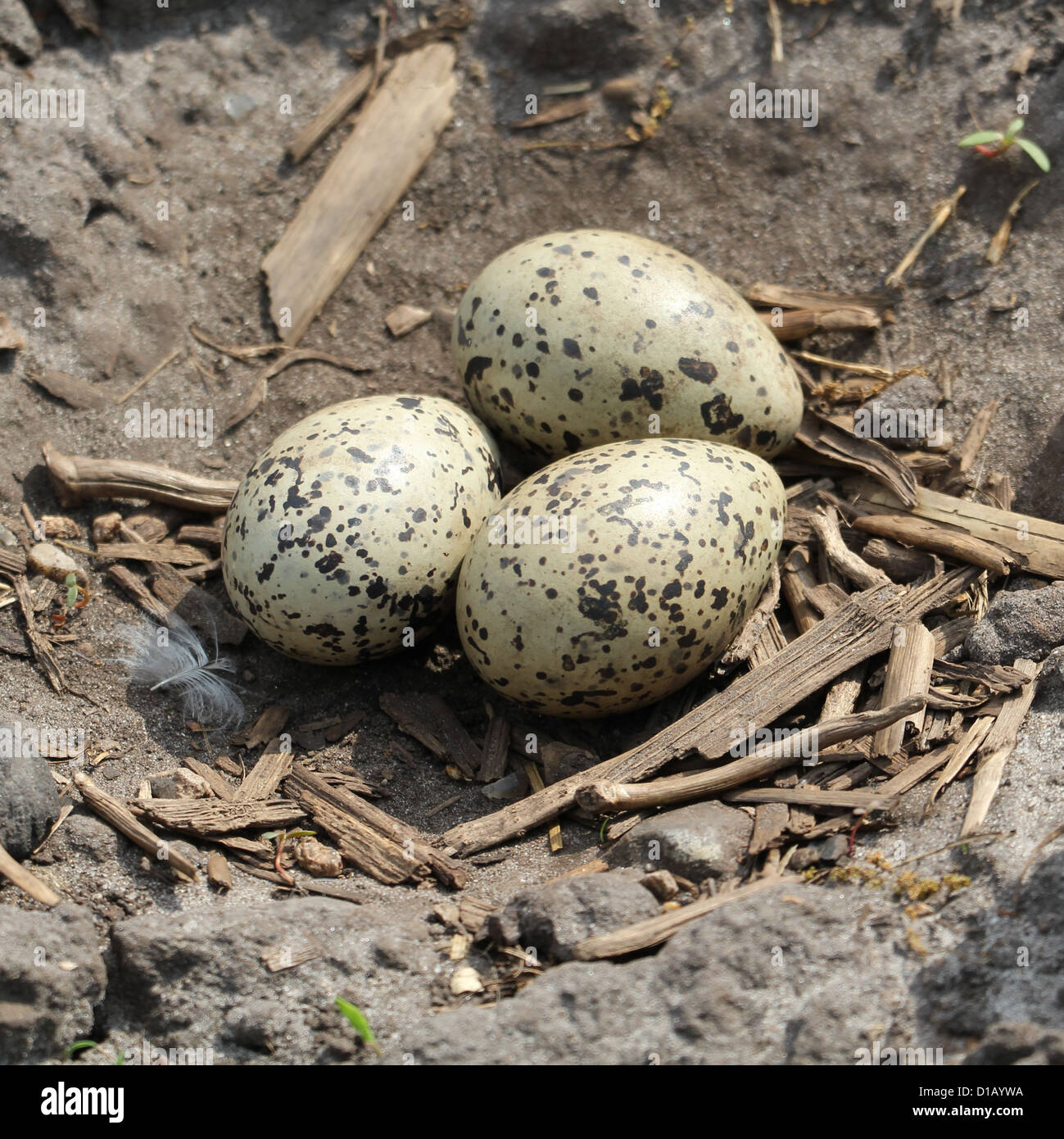 Black Oystercatcher Nest Hi res Stock Photography And Images Alamy black-oystercatcher-nest-hi-res-stock-photography-and-images-alamy