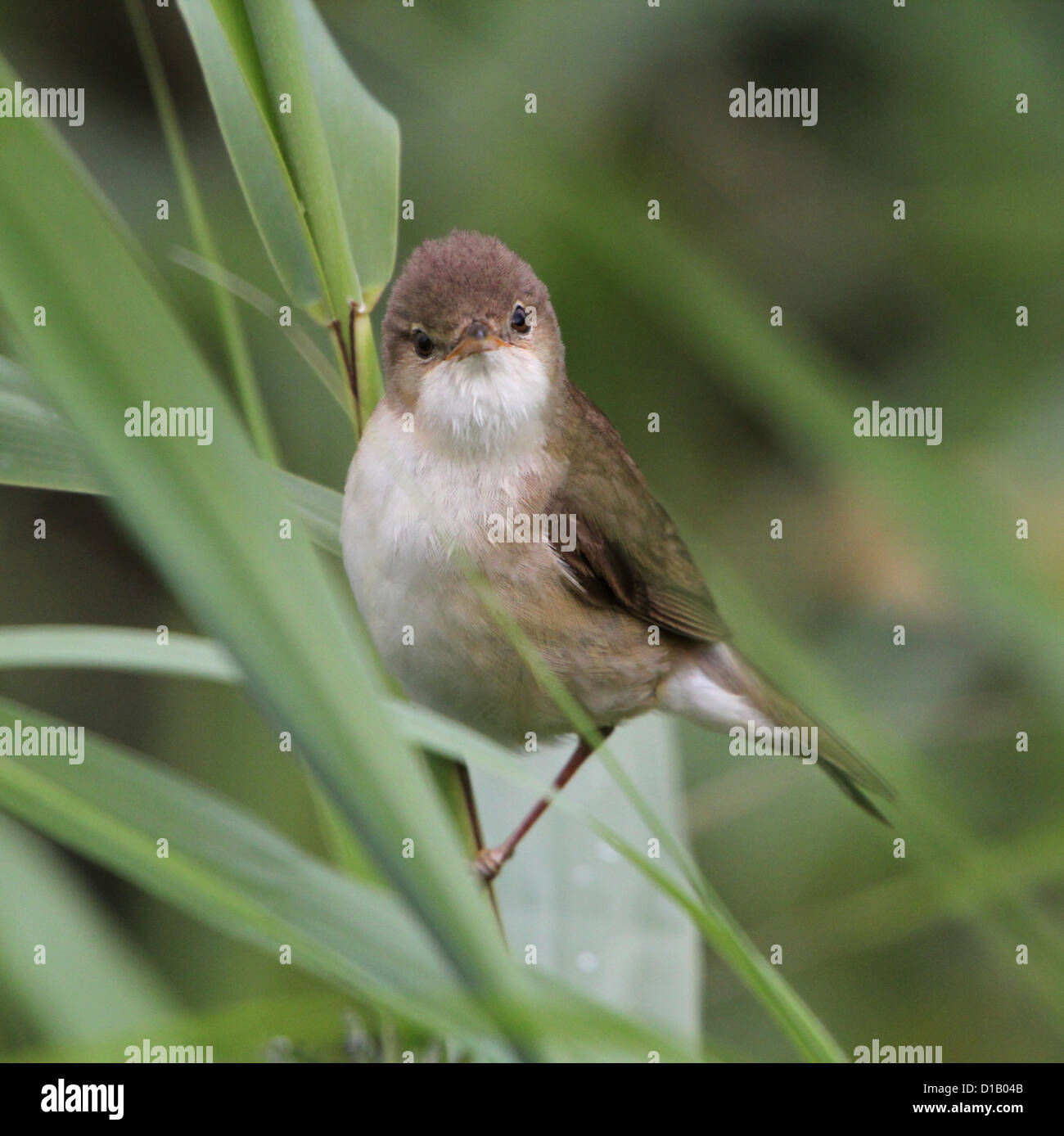 Portrait of a European Reed Warbler (Acrocephalus scirpaceus) posing high up in the reeds Stock Photo
