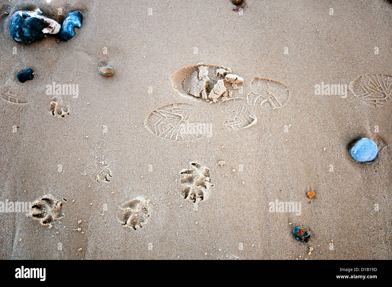 Human boot print and dog paw prints on a sandy beach with flinty rocks. Stock Photo