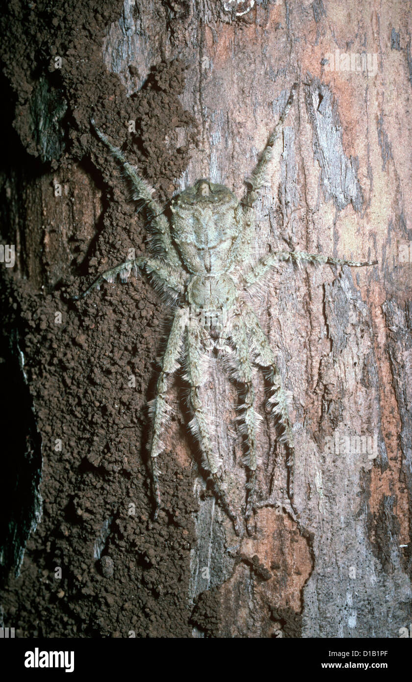 Lichen spider female (Pandercetes gracilis: Sparassidae) camouflaged on a tree trunk in rainforest Sulawesi Stock Photo