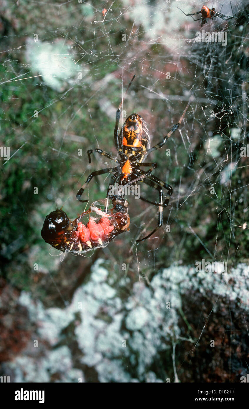 Malabar orb weaver spider (Nephilengys malabarensis: Tetragnathidae) feeding on a caterpillar in her orb web, rainforest Sumatra Stock Photo