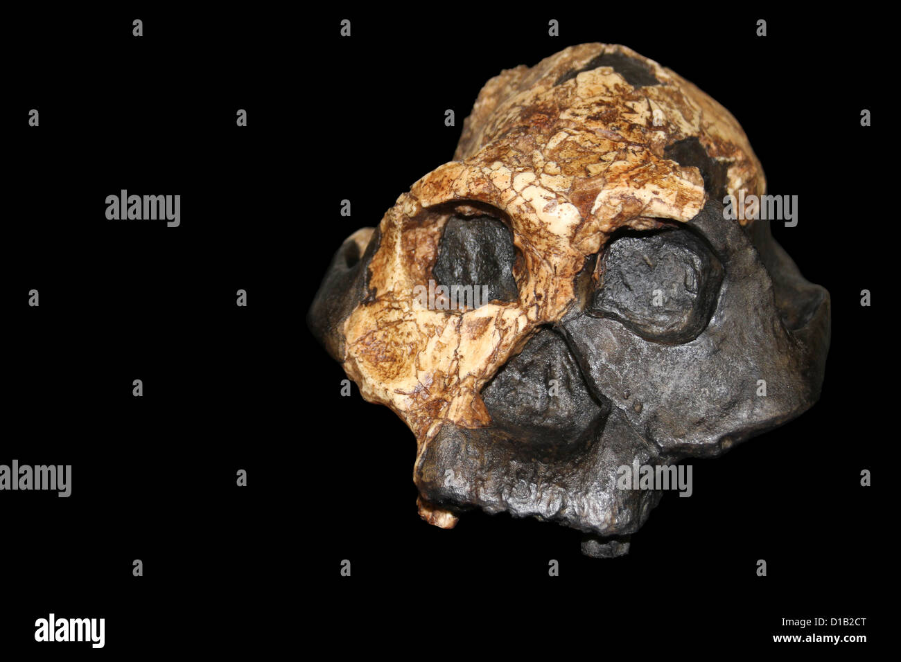 Australopithecus boisei, Female KNM ER 732 Stock Photo