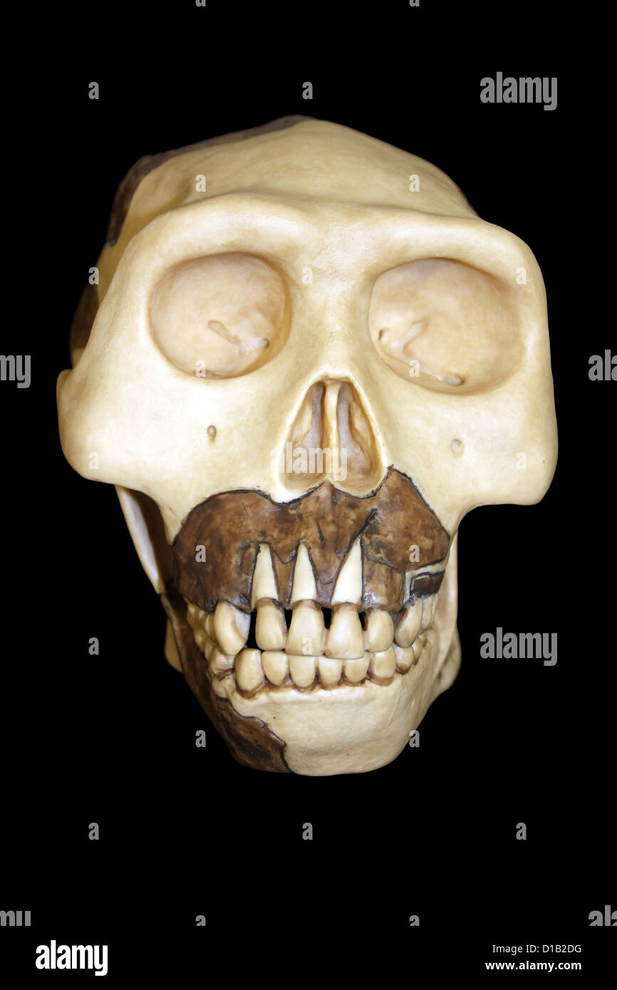 Replica Skull Of Java Man Homo erectus Stock Photo