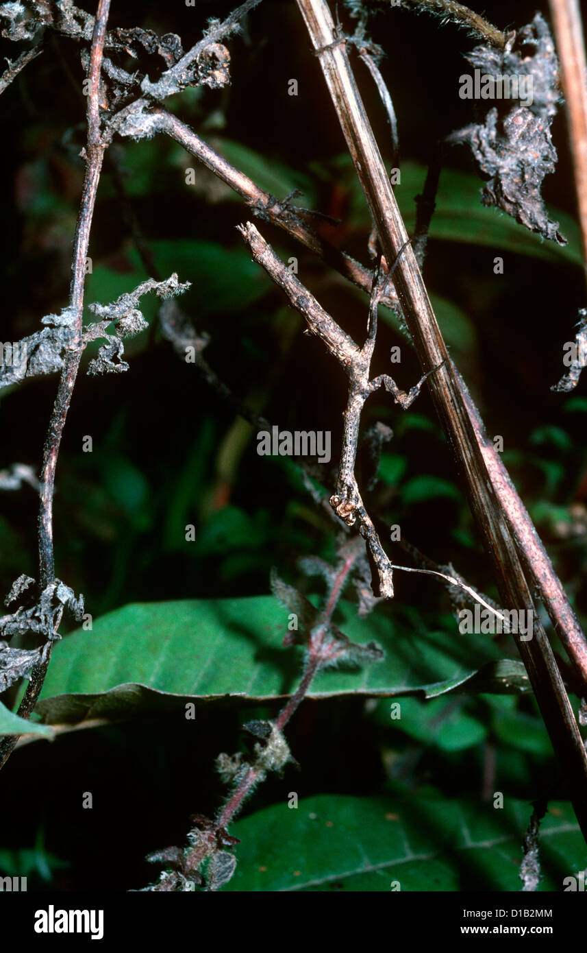 Praying mantis (Danuriella irregularis: Mantidae) nymph mimicking a twig in rainforest Madagascar Stock Photo