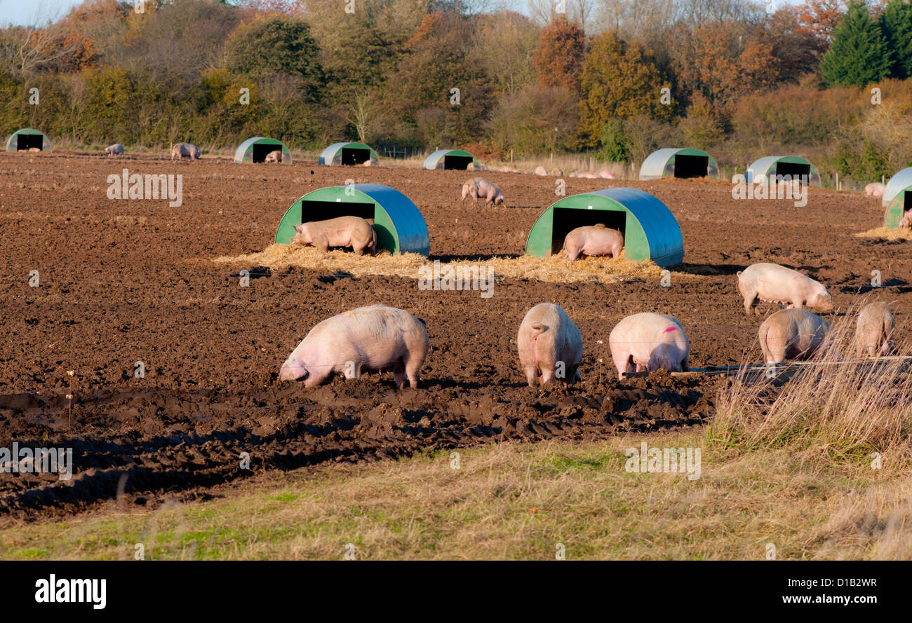Free range pigs in a muddy field in Norfolk, England.  Housed in straw filled huts. Stock Photo