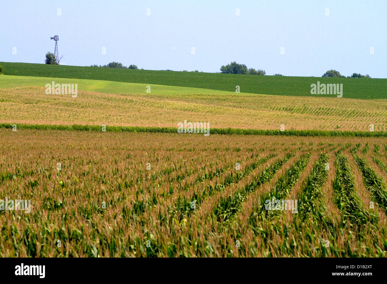 Windmill and corn crop near Griswold, Iowa, USA. Stock Photo