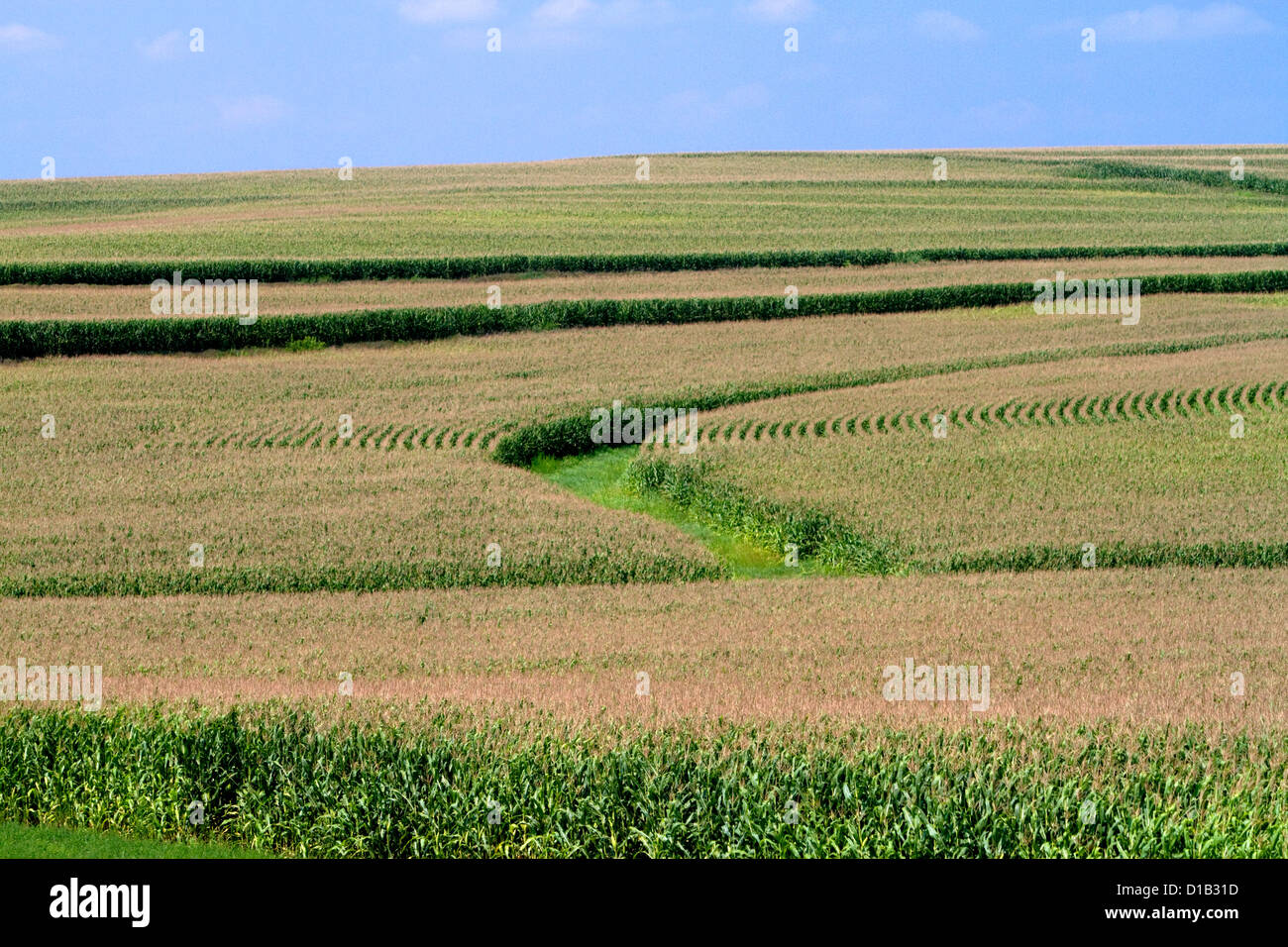 Patterns in corn crop located in Iowa, USA. Stock Photo