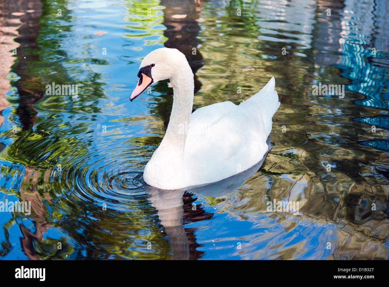 White Swan on Water Stock Photo