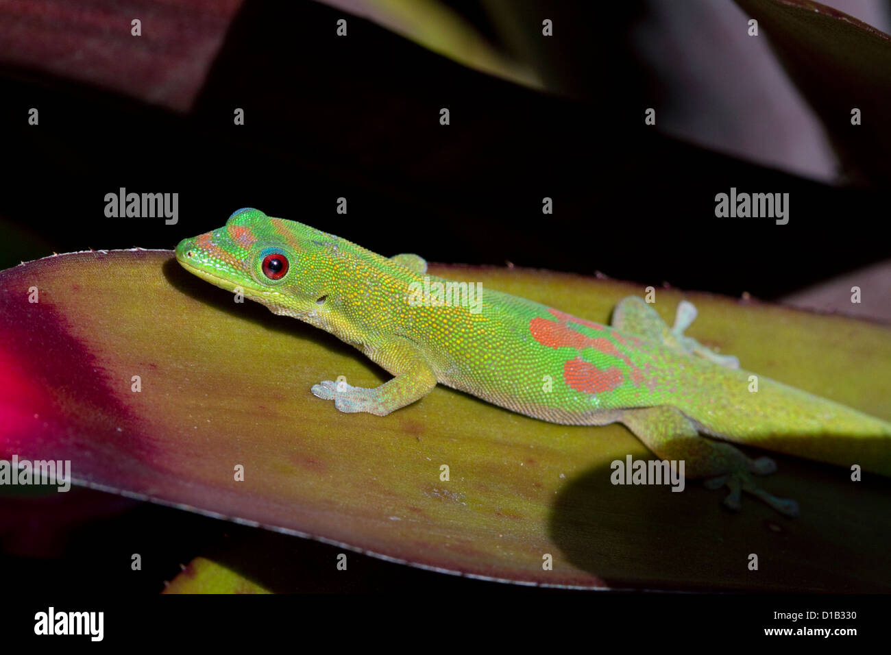 Gold dust day gecko on the island of Kauai, Hawaii, USA. Stock Photo