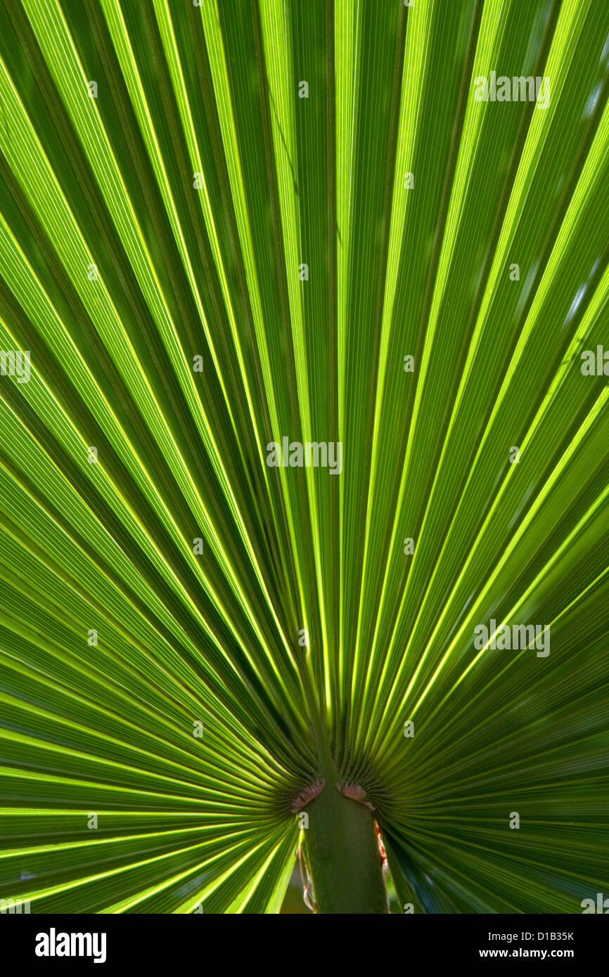 Close up view of a fan palm in Florida, USA. Stock Photo