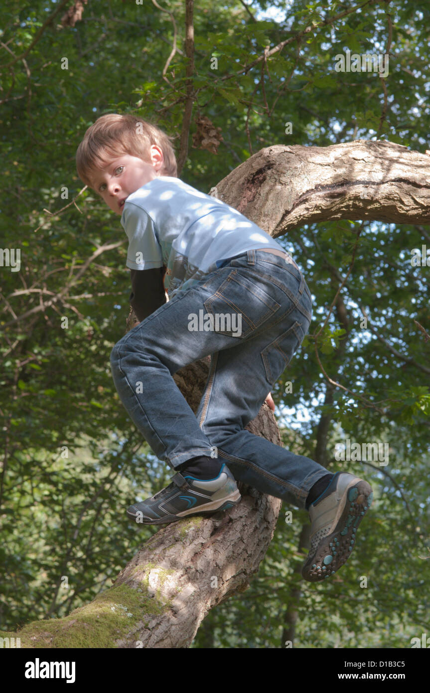 Oak tree uk september hi-res stock photography and images - Alamy