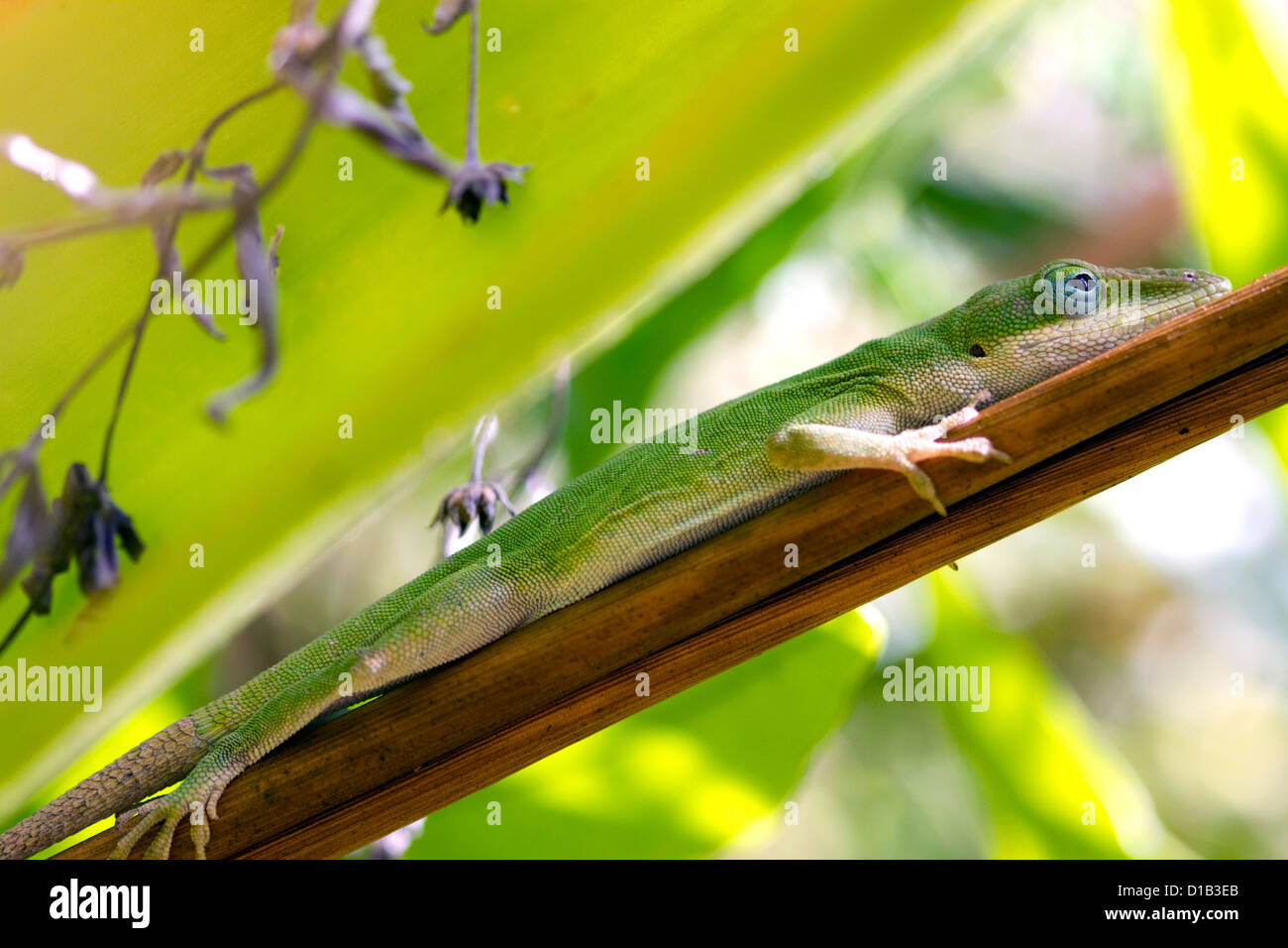 A green anole is an arboreal lizard located on the island of Kauai, Hawaii, USA. Stock Photo