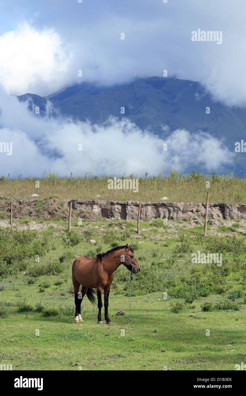 A brown horse standing in a mountain meadow near Mount Imbabura in Cotacachi, Ecuador Stock Photo