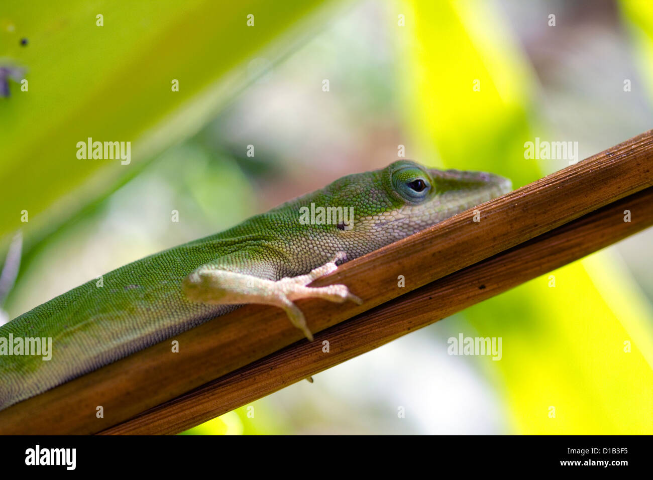 A green anole is an arboreal lizard located on the island of Kauai, Hawaii, USA. Stock Photo