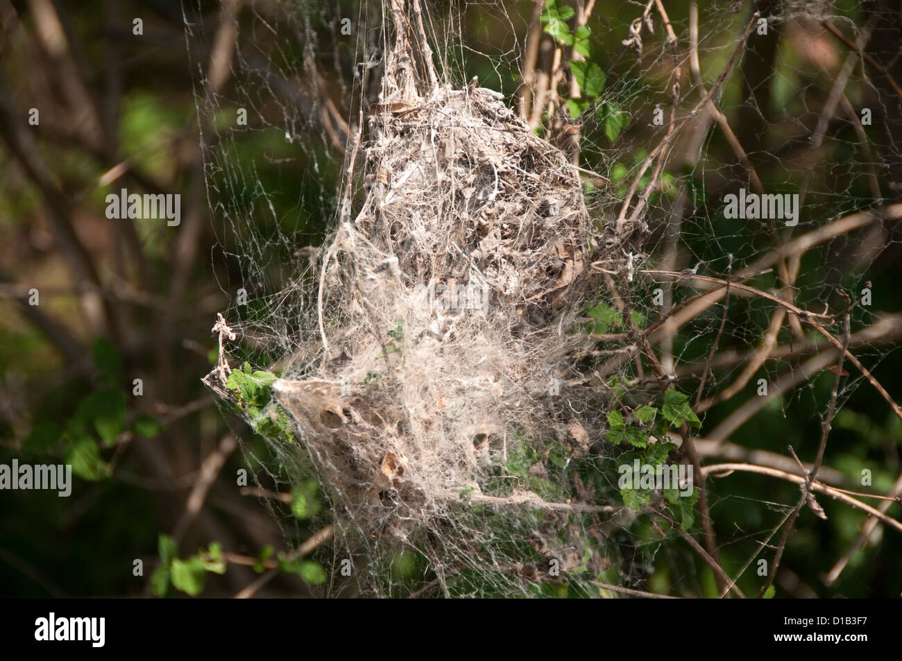 Spider web in Chinnar wildlife sanctuary Stock Photo