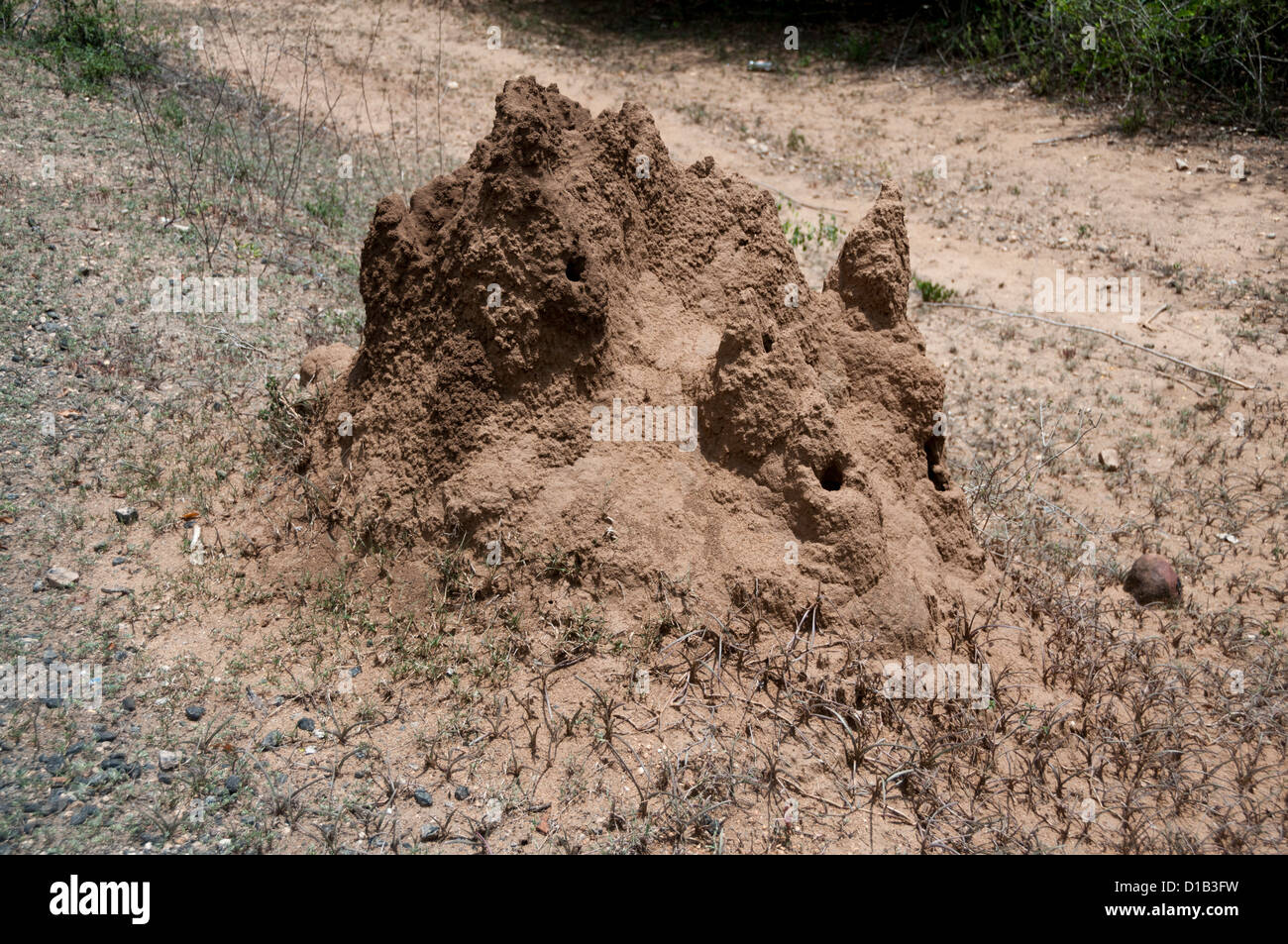 Ant hills, Termite mound, Kerala, India Stock Photo
