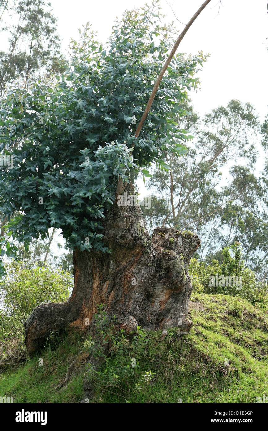 A large tree stump from a Eucalyptus tree sprouting new branches in a