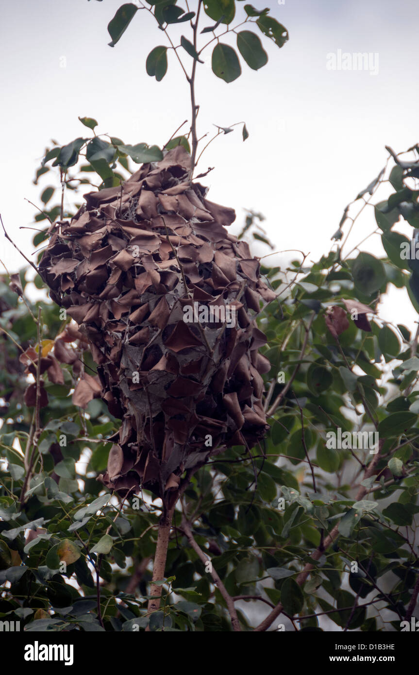 Weaver ants nest on leaves Stock Photo